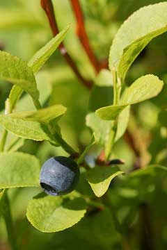 Vaccinium myrtillus Bilberry, Whortleberry