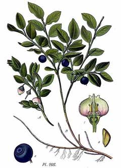 Vaccinium myrtillus Bilberry, Whortleberry