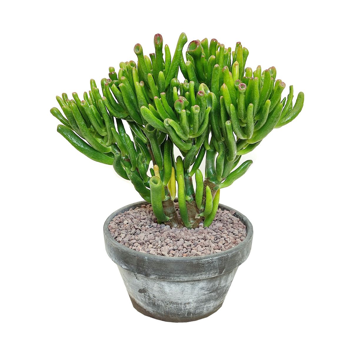 Crassula ovata 'Gollum' — Plant Wholesale FlorAccess