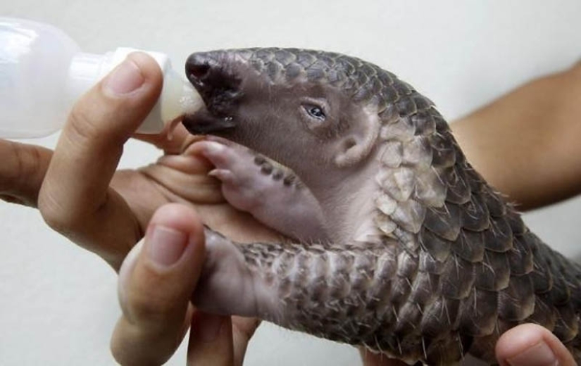 22 types of touching exotic baby animals