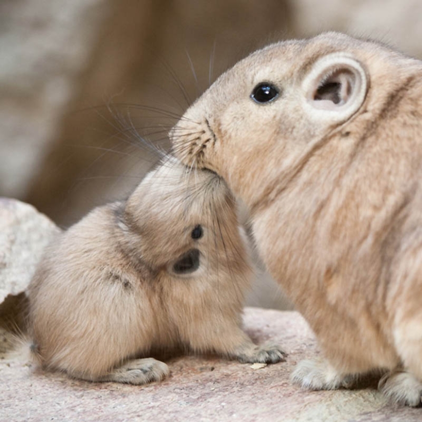 22 types of touching exotic baby animals