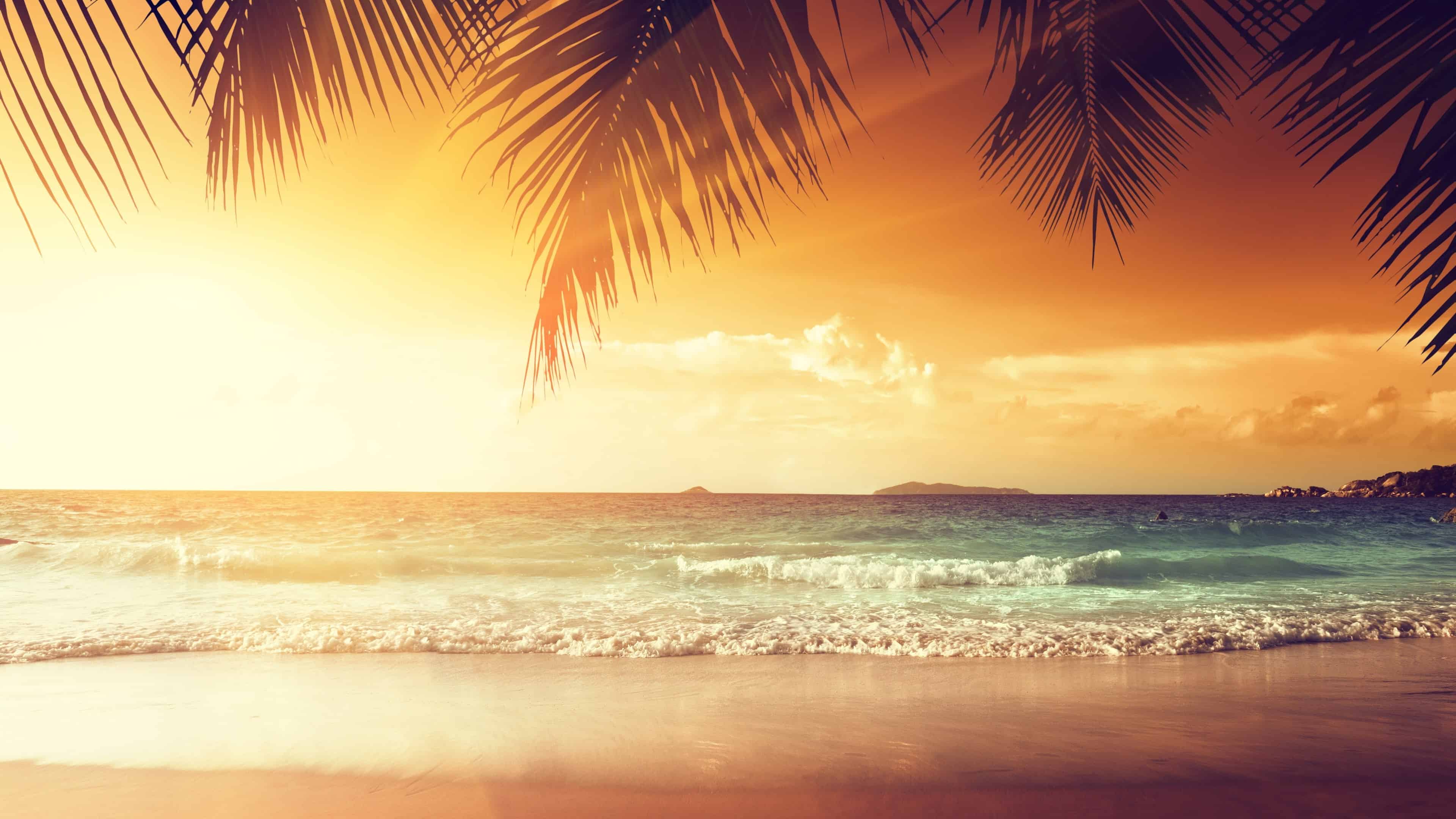 Palm Tree Beach Sunset Wallpaper