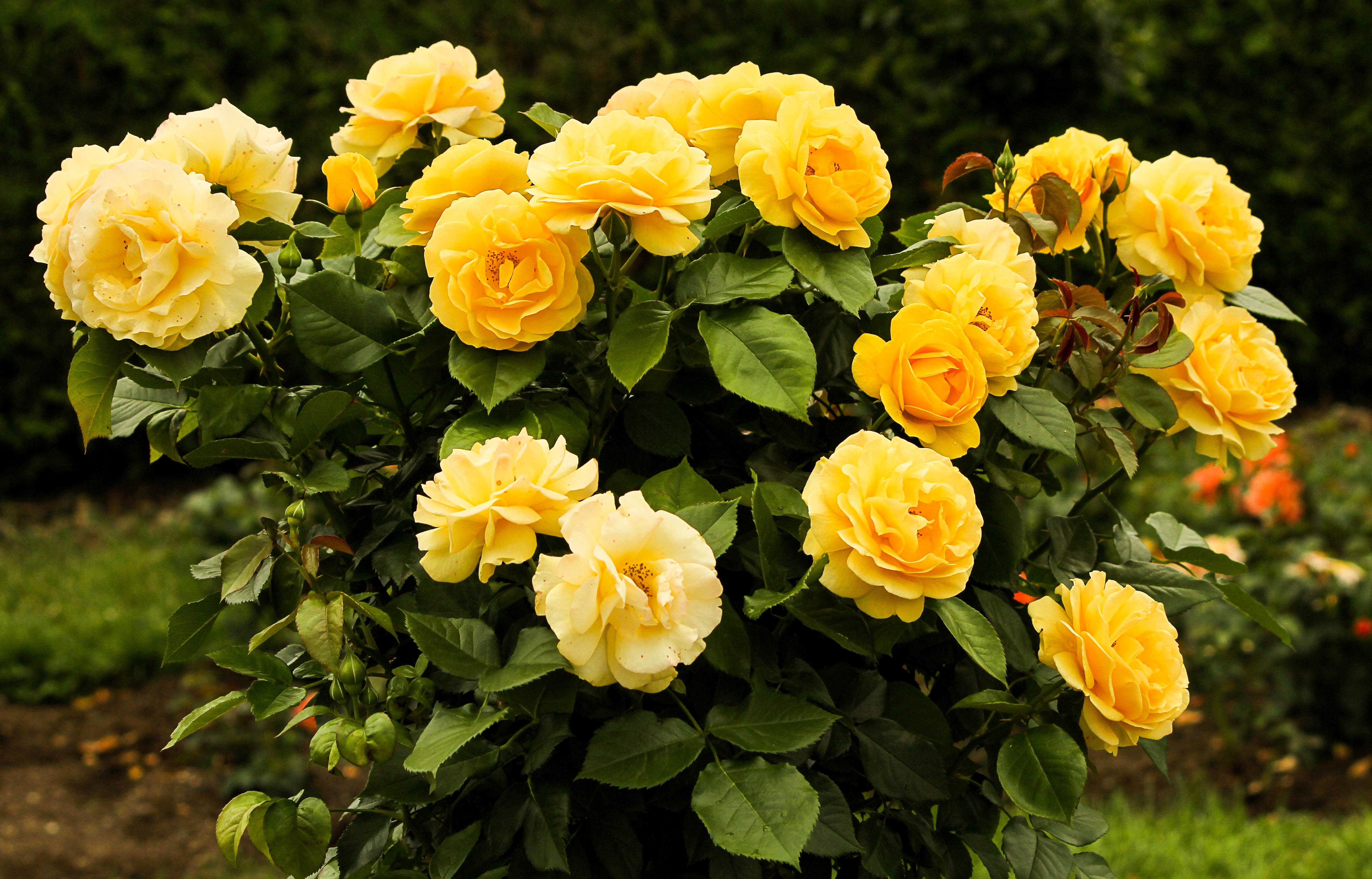 Rosebush with lush yellow flowers free image download