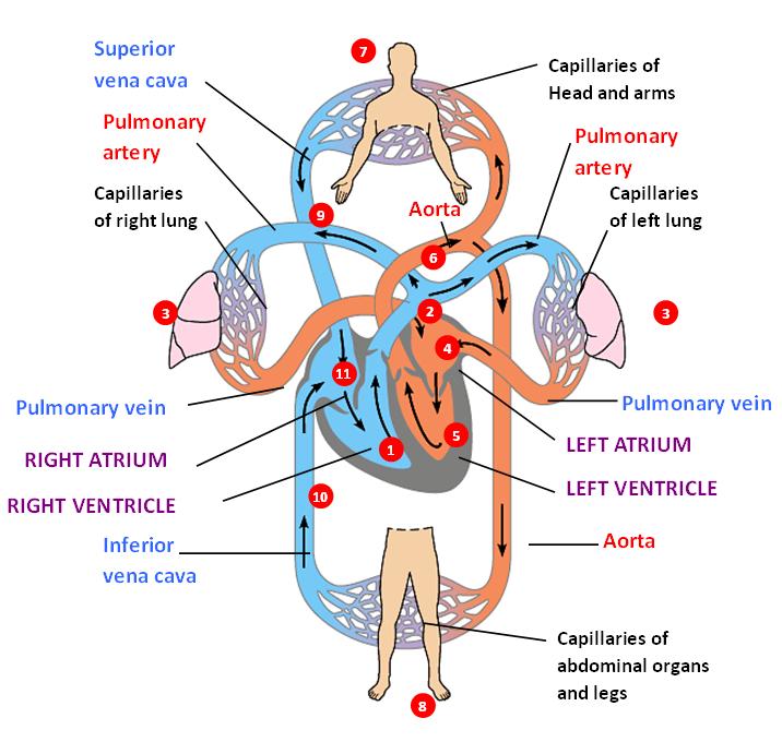 Blood Flow Through Heart N4 free image download