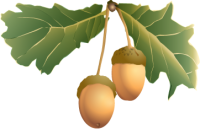 Acorn PNG image, free, acorns