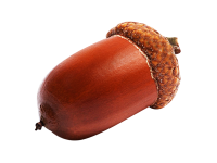 Acorn PNG image