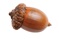 Acorn PNG image