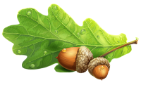 Acorn PNG image