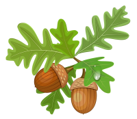 Acorn PNG image