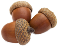 Acorn PNG image