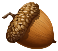 Acorn PNG image