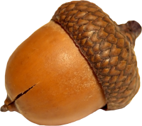 Acorn PNG image