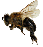 Bee PNG image