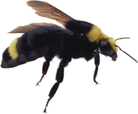 Bee PNG image