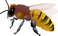 Bee PNG