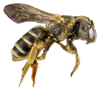 Bee PNG