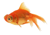 Goldfish PNG