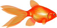 Goldfish PNG