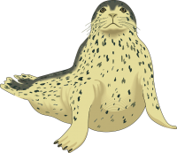 Harbor seal PNG