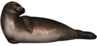 Harbor seal PNG