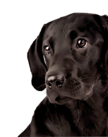 Labrador Retriever PNG