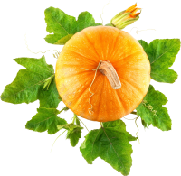 Pumpkin PNG