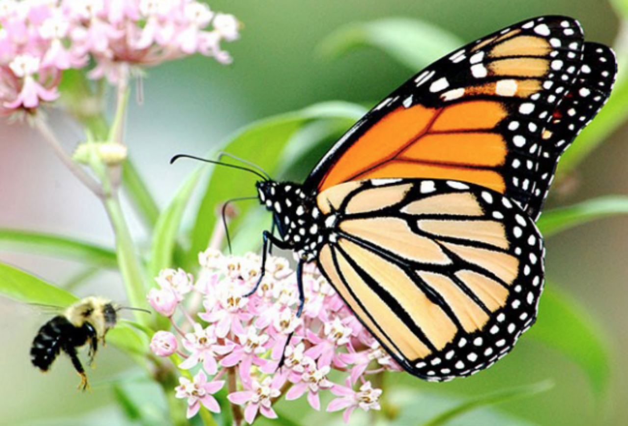 The monarch (Danaus plexippus plexippus) is a brush-footed butterfly with large orange and black wings and a black body with numerous white spots.