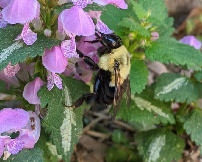 bumble bee on purple flower