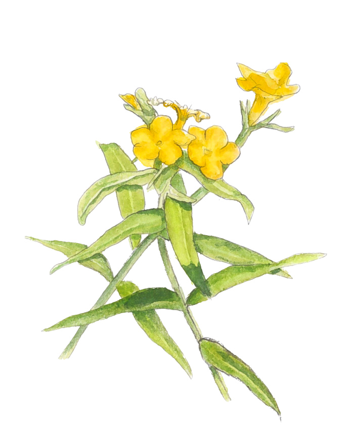 yellow flower illustration