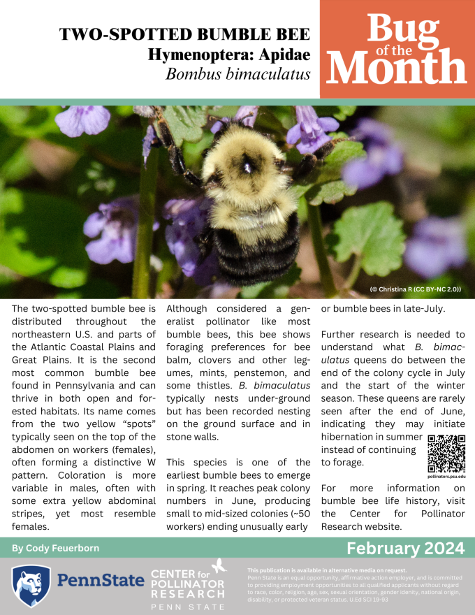 bumble bee fact sheet