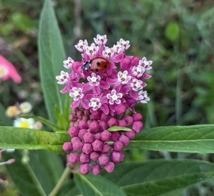 ladybug on milkweed flowers