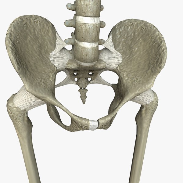 c4d human skeleton ligaments