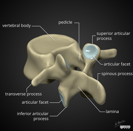 Viewing playlist: Anatomy | Radiopaedia.org