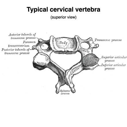 Typical Cervical Vertebra