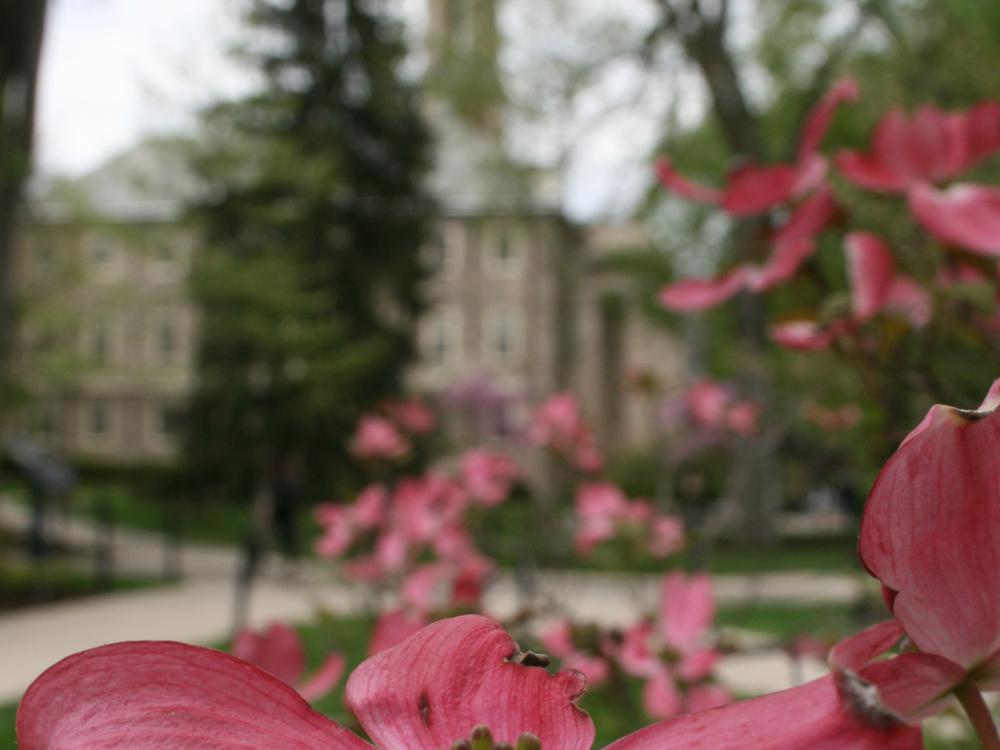 Old Main behind dogwood tree at Penn State