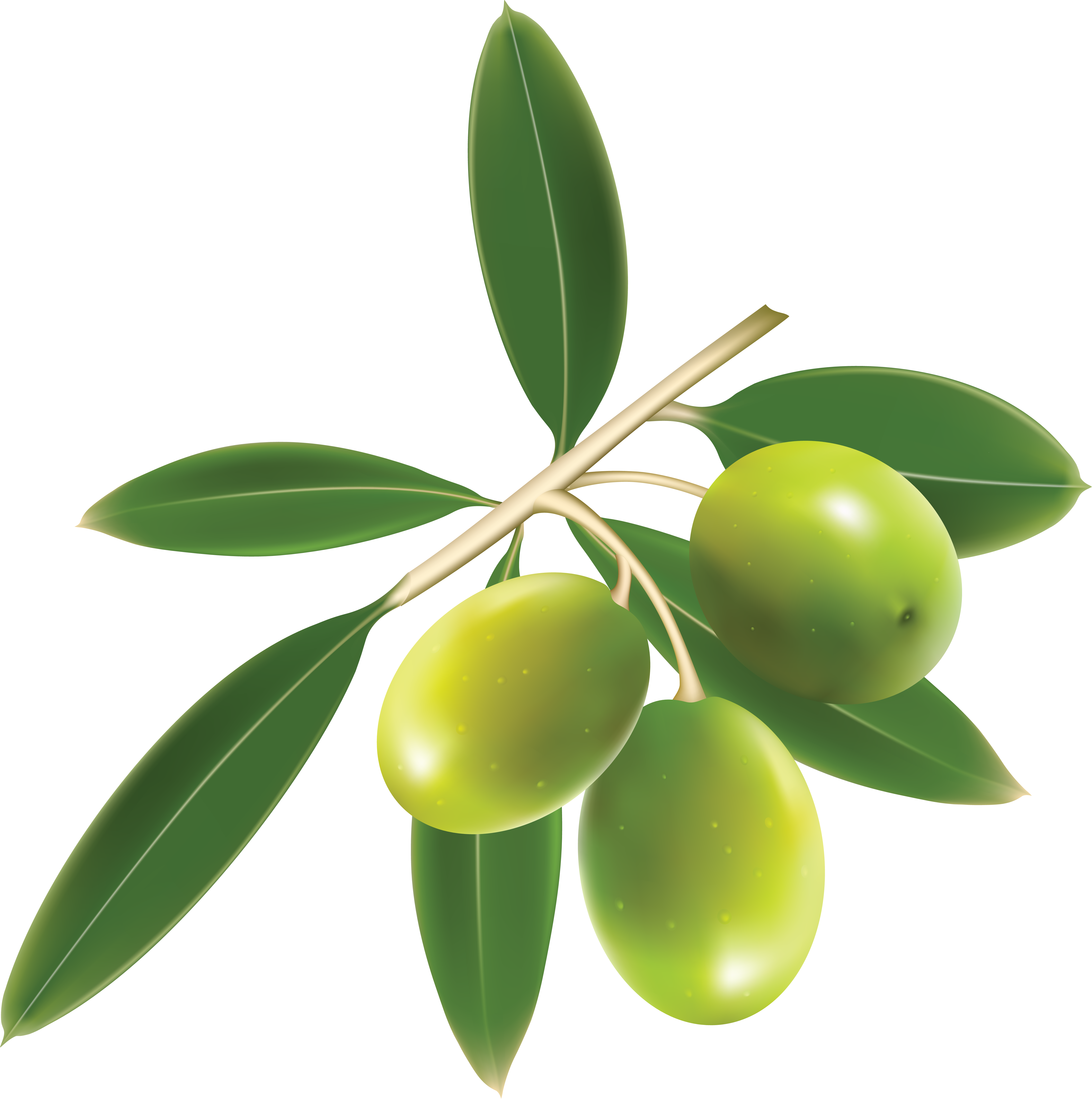 Olive Leaf Clip Art