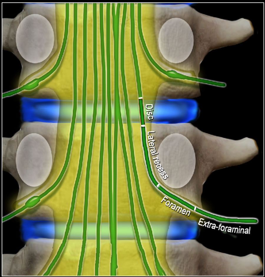 Anatomy Of Spinal Canal