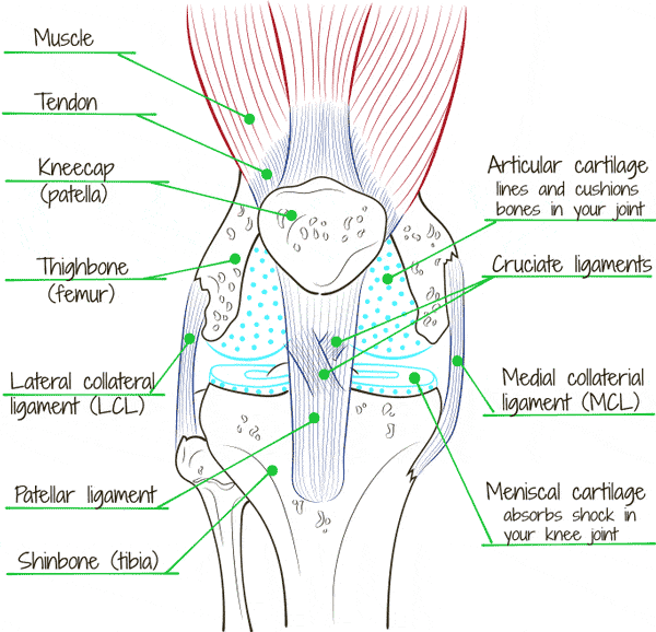 Knee Anatomy Chart