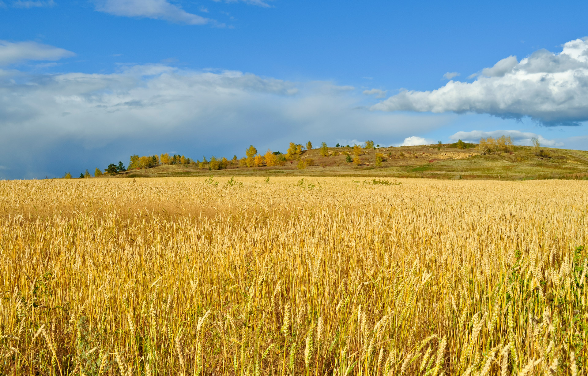 Hyper-realistic-farm-simulator