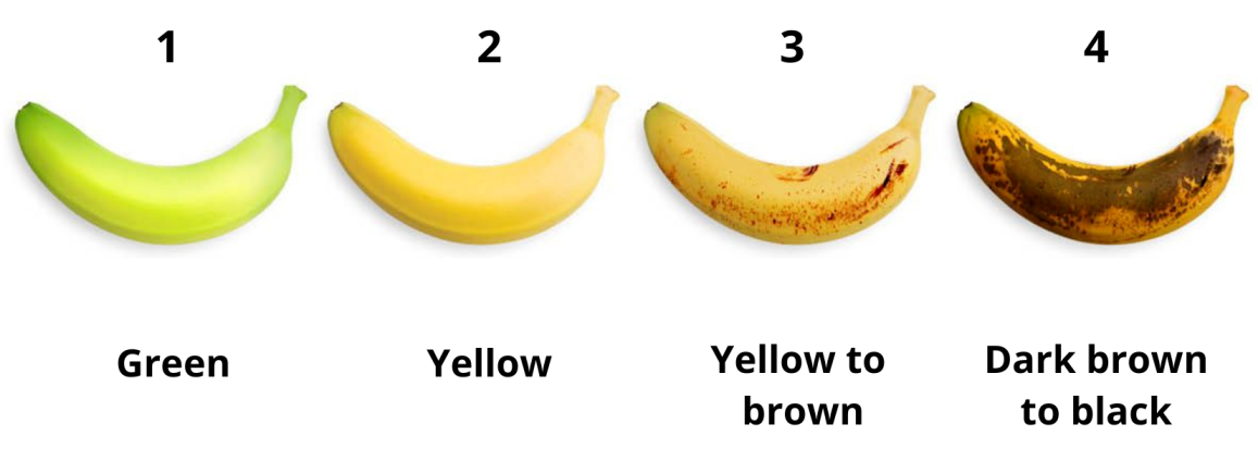 explainable-banana-ripeness-classification