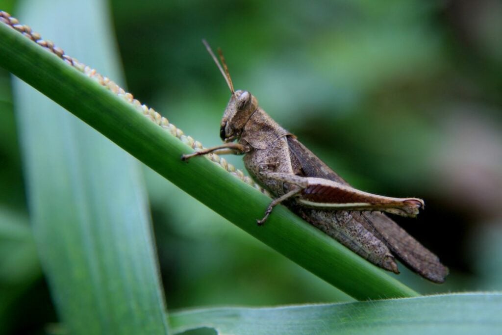 Cricket-Care-Sheet