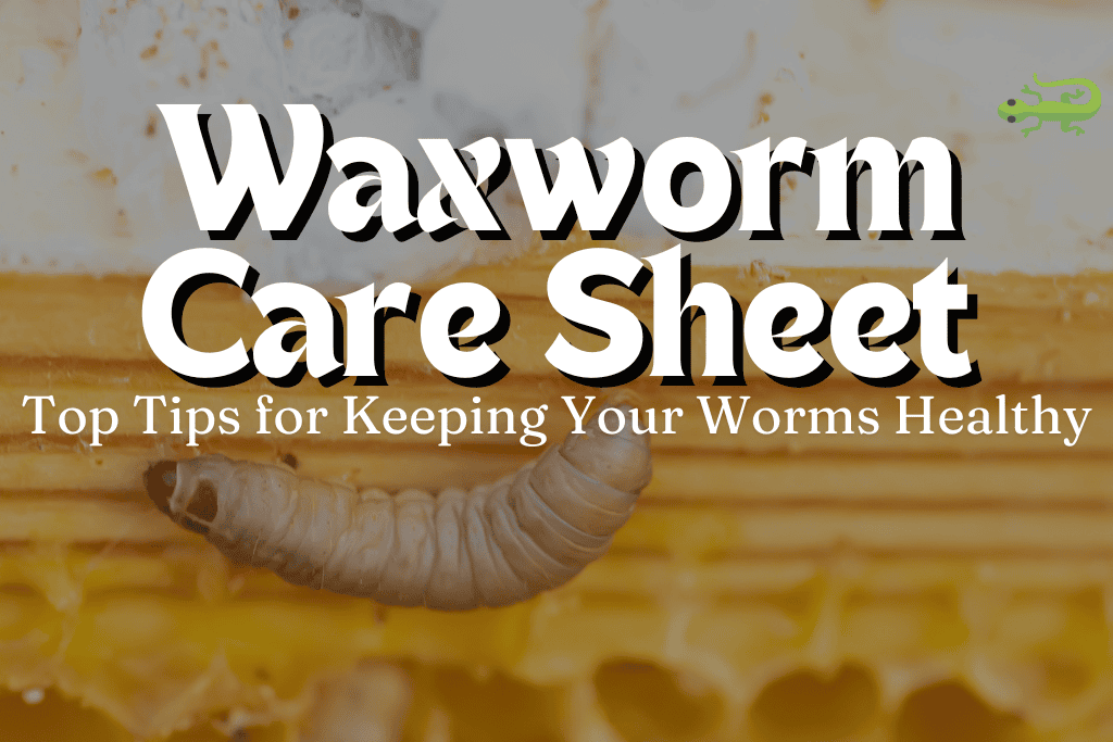 Waxworm Caresheet