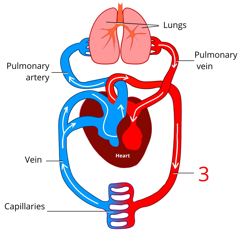 Circulation of blood in humans — task. Science CBSE, Class 7.