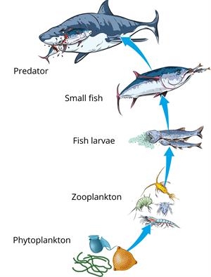 Food chain — lesson. Science State Board, Class 6.