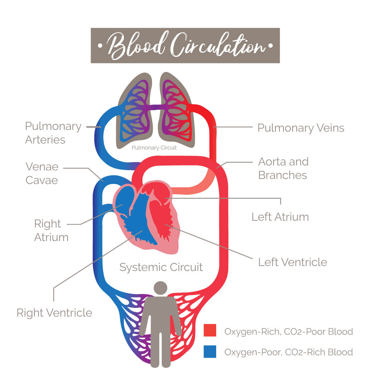 How to Boost Your Blood Circulation for Better Skin | resveralife