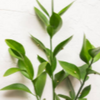 Ruscus Leaves (Addon)