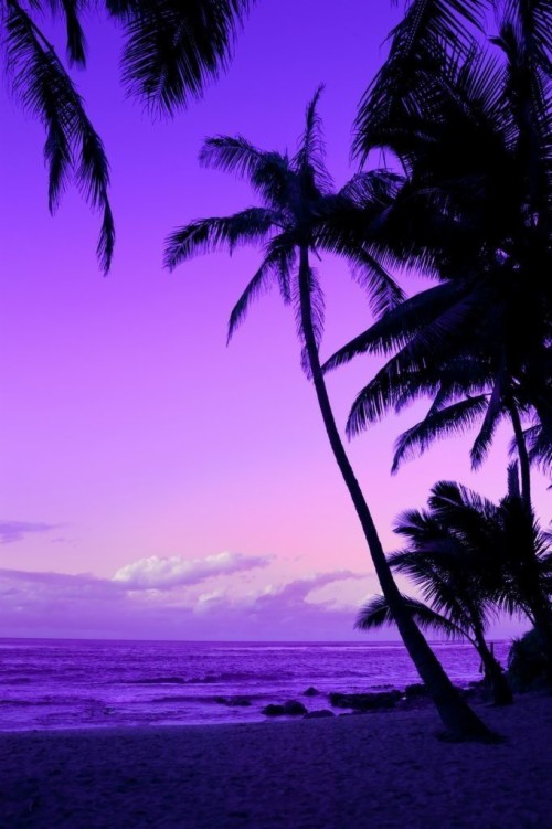 3d - Palm Tree Pink Sunset (#2194690) - HD Wallpaper & Backgrounds Download