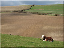 SY8180 : Solitary cow near Lulworth by Gareth James