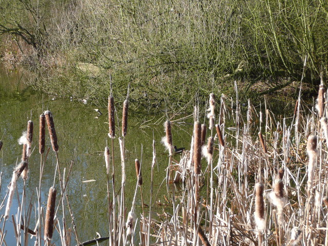 Radbrook Pool in January