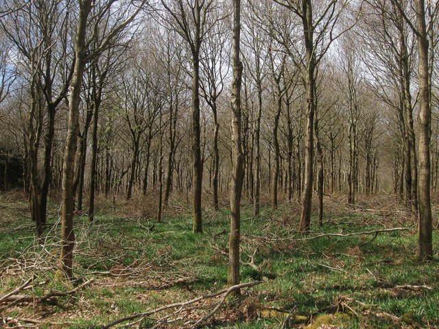 Brickkiln Wood